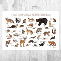 North Carolina Land Mammals Field Guide Art Print - Animals Of North Carolina - Nature Art Print - Wildlife - Poster | Canvas Wall Art Print