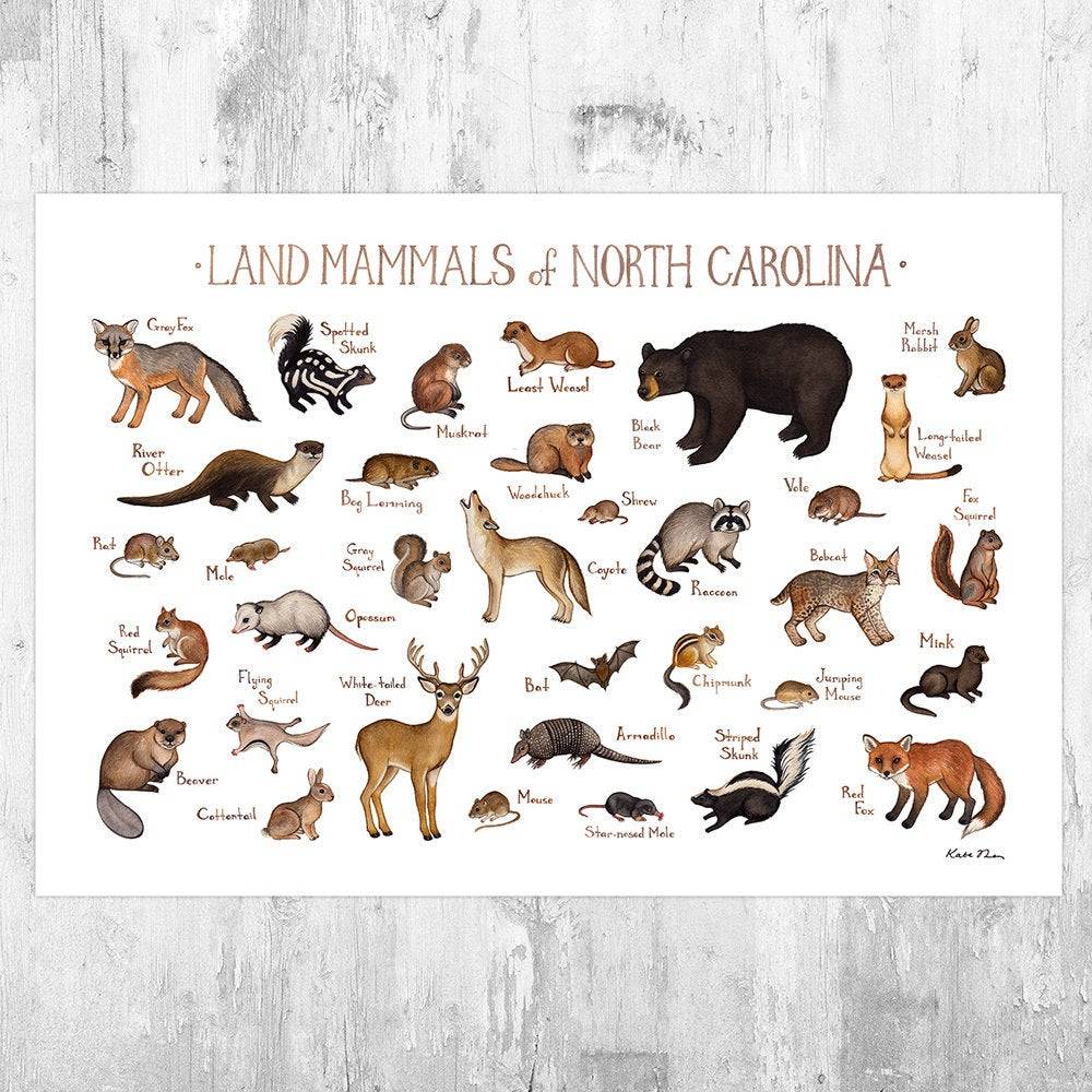 North Carolina Land Mammals Field Guide Art Print - Animals Of North Carolina - Nature Art Print - Wildlife - Poster | Canvas Wall Art Print