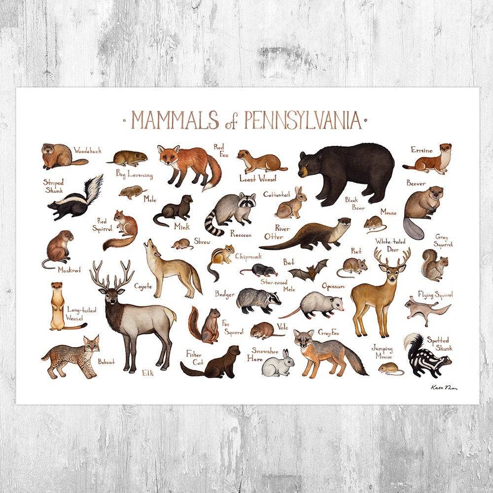 Pennsylvania Mammals Field Guide Art Print - Animals Of Pennsylvania - Nature Print - Wildlife - Poster | Canvas Wall Art Print