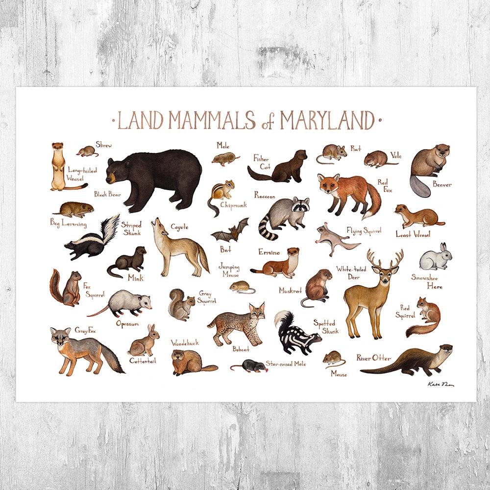 Maryland Land Mammals Field Guide Art Print - Animals Of Maryland - Nature Print - Wildlife - Poster | Canvas Wall Art Print