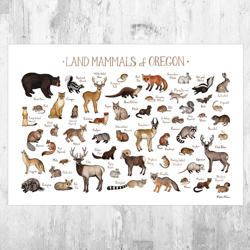 Oregon Land Mammals Field Guide Art Print - Animals Of Oregon - Nature Print - Wildlife - Poster | Canvas Wall Art Print