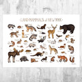 New York Land Mammals Field Guide Art Print - Animals Of New York - Nature Print - Wildlife - Poster | Canvas Wall Art Print