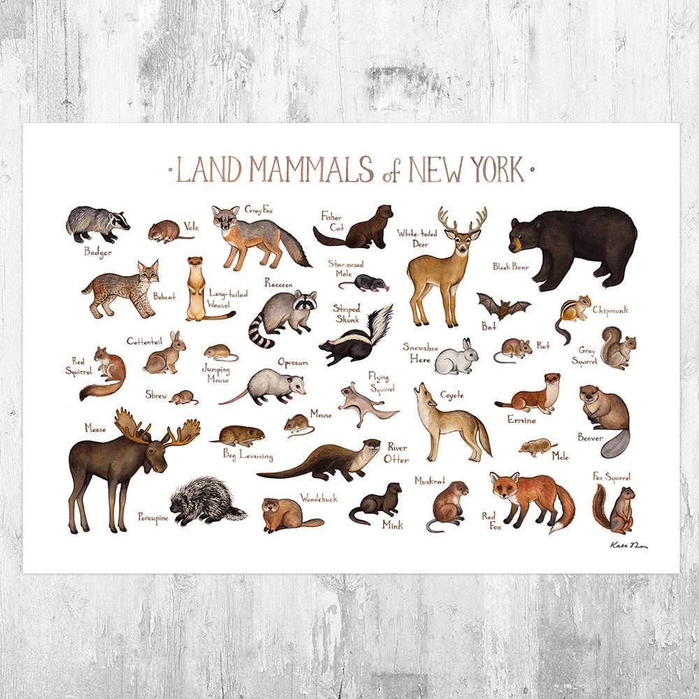 New York Land Mammals Field Guide Art Print - Animals Of New York - Nature Print - Wildlife - Poster | Canvas Wall Art Print
