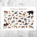 Minnesota Mammals Field Guide Art Print - Animals Of Minnesota - Nature Print - Wildlife - Poster | Canvas Wall Art Print