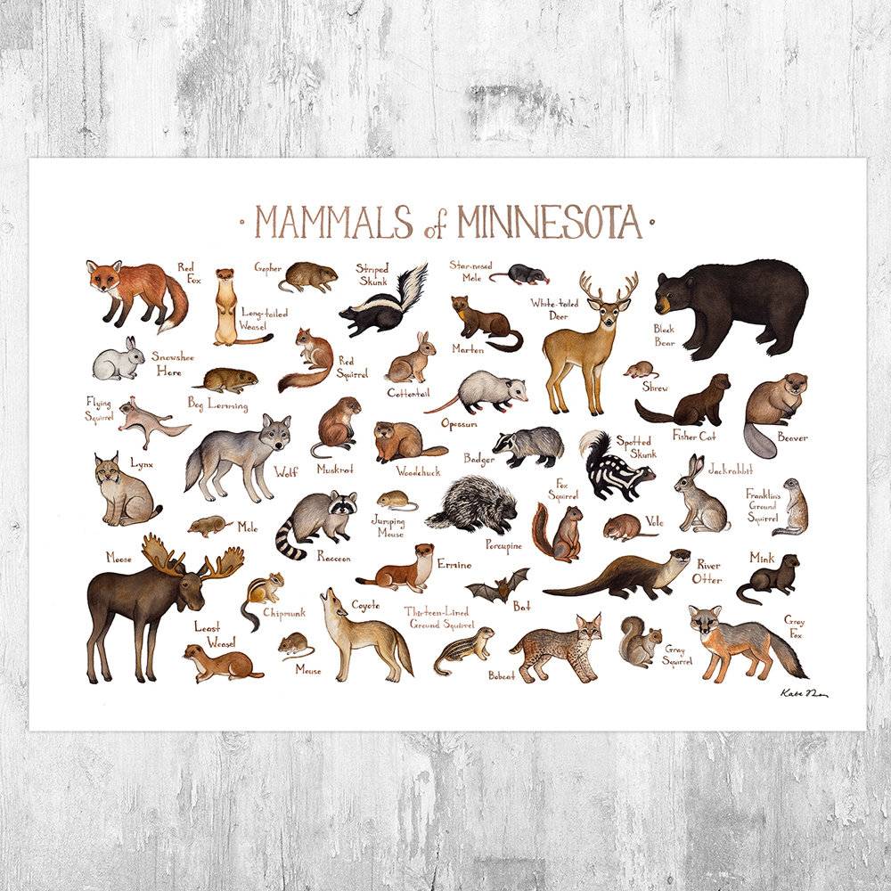 Minnesota Mammals Field Guide Art Print - Animals Of Minnesota - Nature Print - Wildlife - Poster | Canvas Wall Art Print