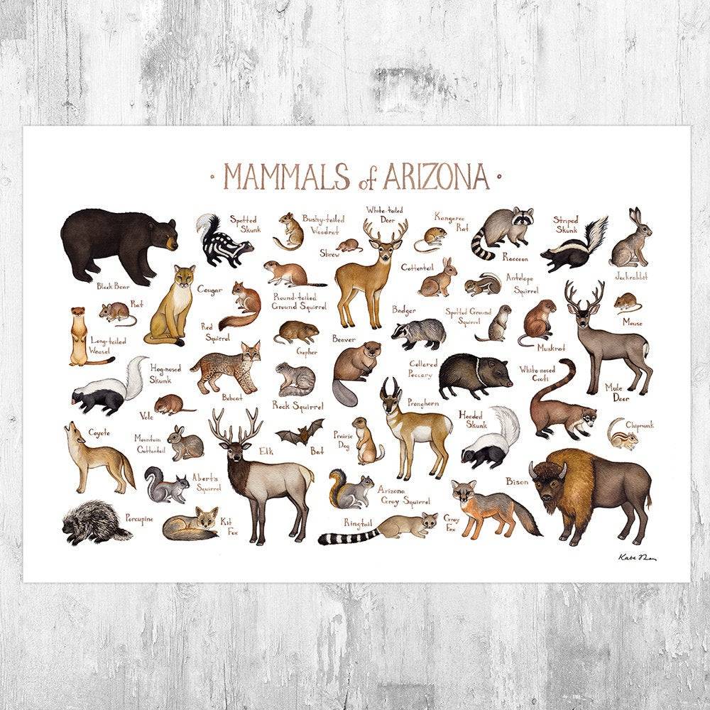 Arizona Mammals Field Guide Art Print - Animals Of Arizona - Nature Print - Wildlife - Poster | Canvas Wall Art Print