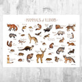 Illinois Mammals Field Guide Art Print - Animals Of Illinois - Nature Print - Wildlife - Poster | Canvas Wall Art Print