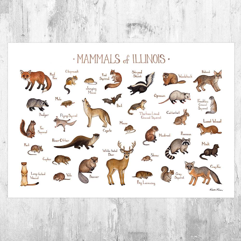 Illinois Mammals Field Guide Art Print - Animals Of Illinois - Nature Print - Wildlife - Poster | Canvas Wall Art Print