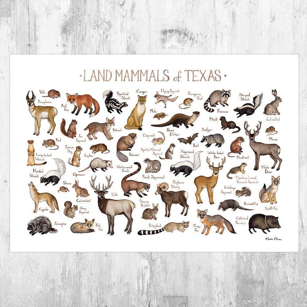 Texas Land Mammals Field Guide Art Print - Animals Of Texas - Nature Print - Wildlife - Poster | Canvas Wall Art Print