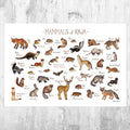 Iowa Mammals Field Guide Art Print - Animals Of Iowa - Nature Print - Wildlife - Poster | Canvas Wall Art Print