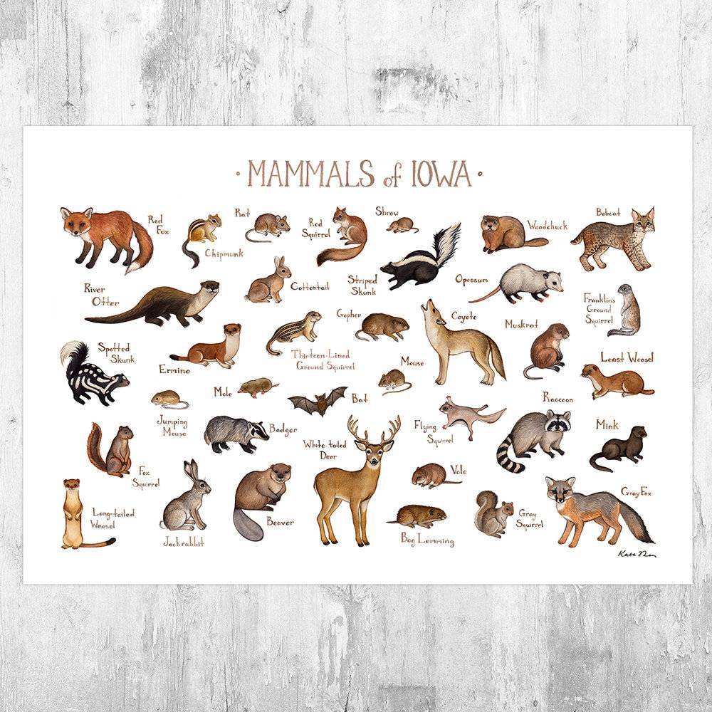 Iowa Mammals Field Guide Art Print - Animals Of Iowa - Nature Print - Wildlife - Poster | Canvas Wall Art Print