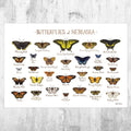 Nebraska Butterflies Field Guide Art Print - Butterfly - Nature Print - Poster | Canvas Wall Art Print