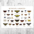 Washington Butterflies Field Guide Art Print - Butterfly - Nature Print - Poster | Canvas Wall Art Print