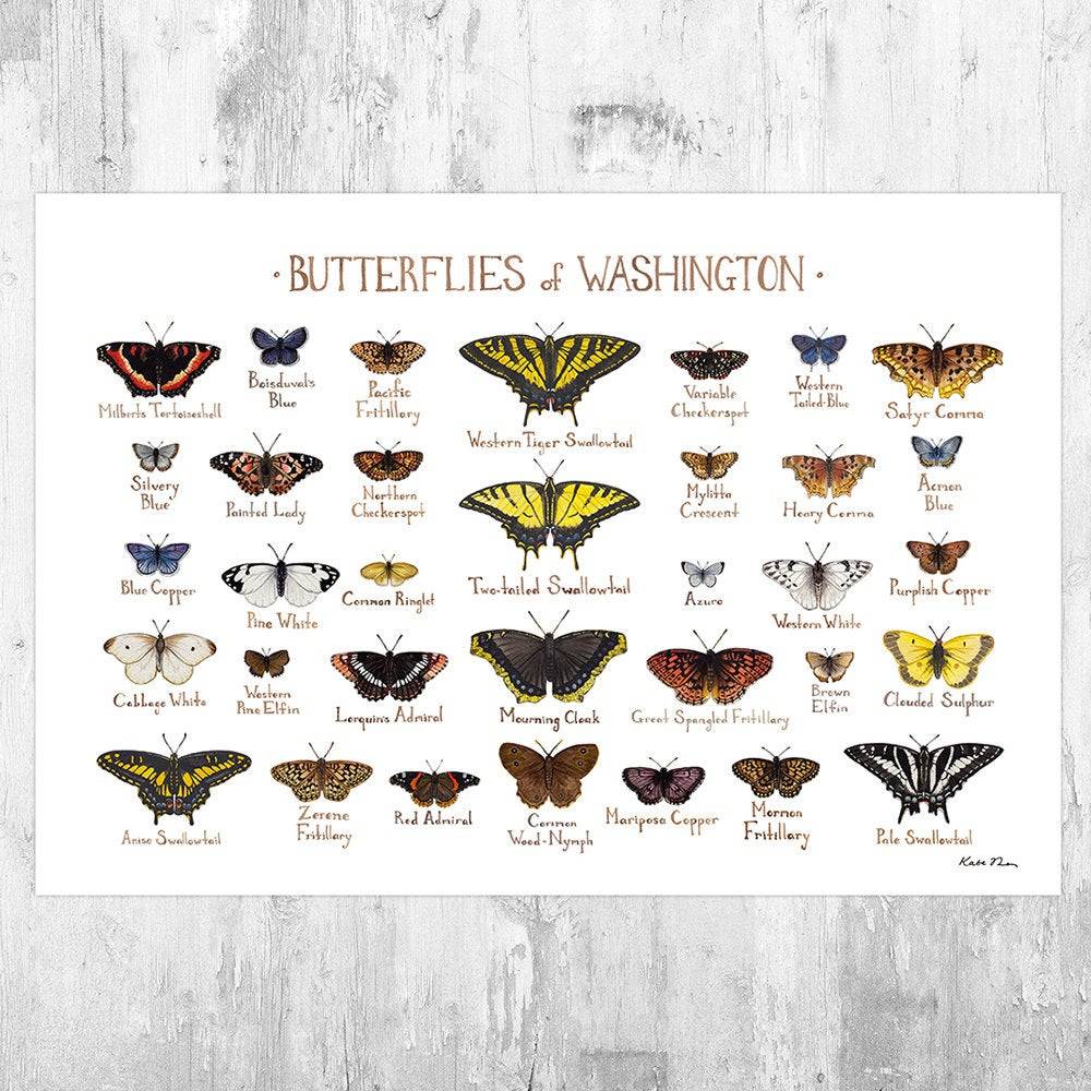 Washington Butterflies Field Guide Art Print - Butterfly - Nature Print - Poster | Canvas Wall Art Print