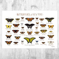 New York Butterflies Field Guide Art Print - Butterfly - Nature Print - Poster | Canvas Wall Art Print