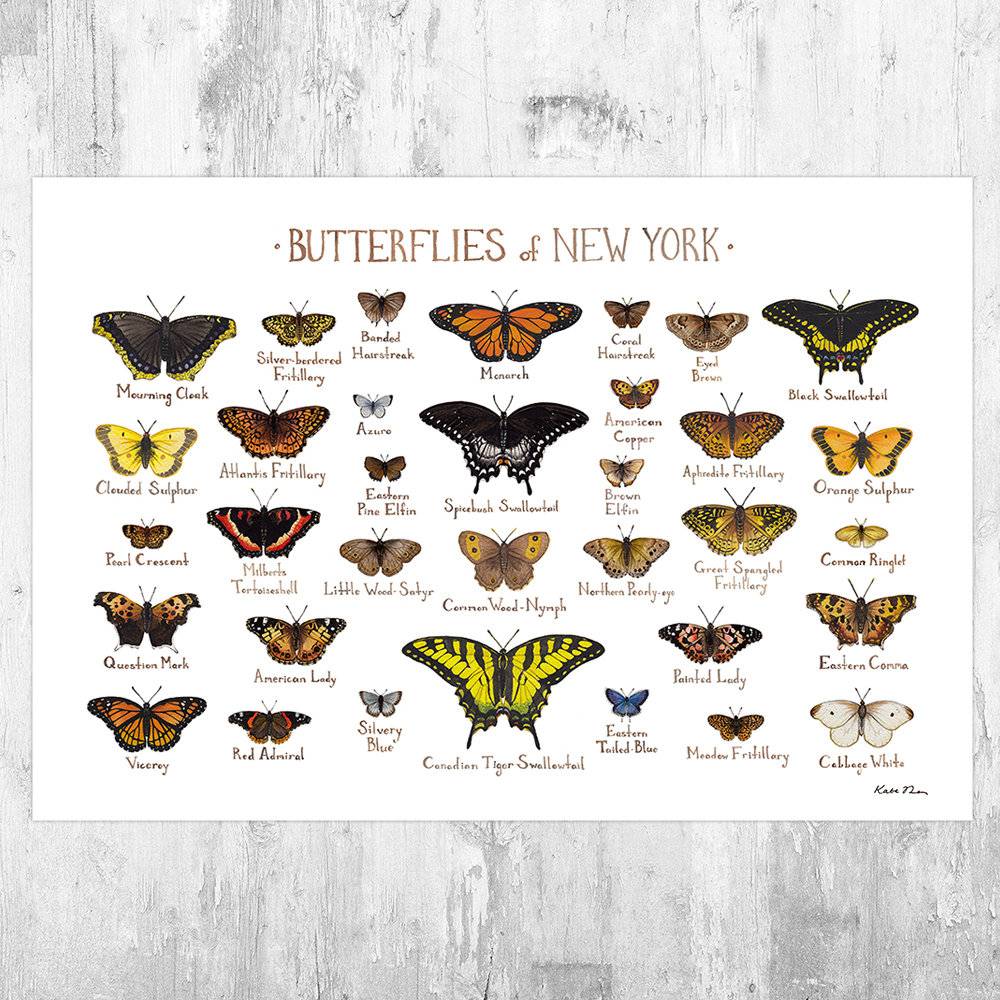 New York Butterflies Field Guide Art Print - Butterfly - Nature Print - Poster | Canvas Wall Art Print