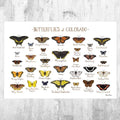 Colorado Butterflies Field Guide Art Print - Butterfly - Nature Print - Poster | Canvas Wall Art Print