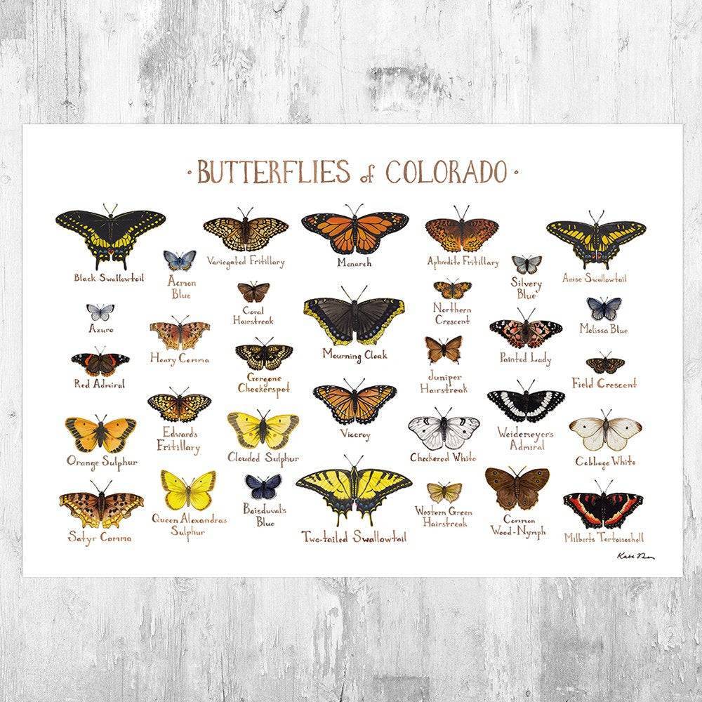 Colorado Butterflies Field Guide Art Print - Butterfly - Nature Print - Poster | Canvas Wall Art Print
