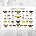 Wyoming Butterflies Field Guide Art Print - Butterfly - Nature Print - Poster | Canvas Wall Art Print