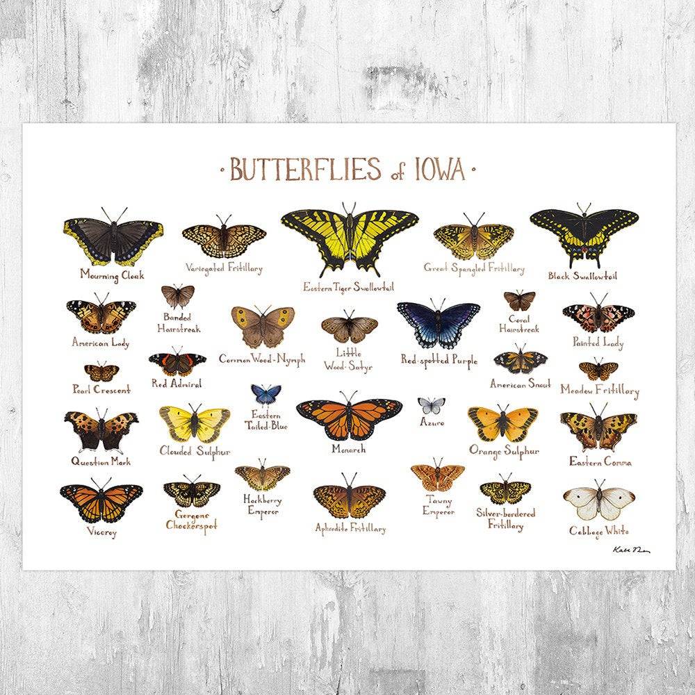 Iowa Butterflies Field Guide Art Print - Butterfly - Nature Print - Poster | Canvas Wall Art Print