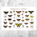 Vermont Butterflies Field Guide Art Print - Butterfly - Nature Print - Poster | Canvas Wall Art Print