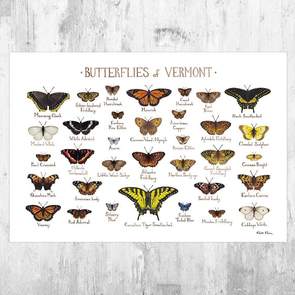 Vermont Butterflies Field Guide Art Print - Butterfly - Nature Print - Poster | Canvas Wall Art Print