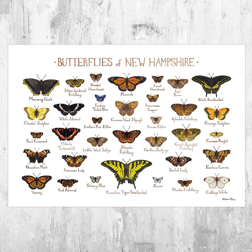 New Hampshire Butterflies Field Guide Art Print - Butterfly - Nature Print - Poster | Canvas Wall Art Print