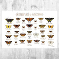 Wisconsin Butterflies Field Guide Art Print - Butterfly - Nature Print - Poster | Canvas Wall Art Print