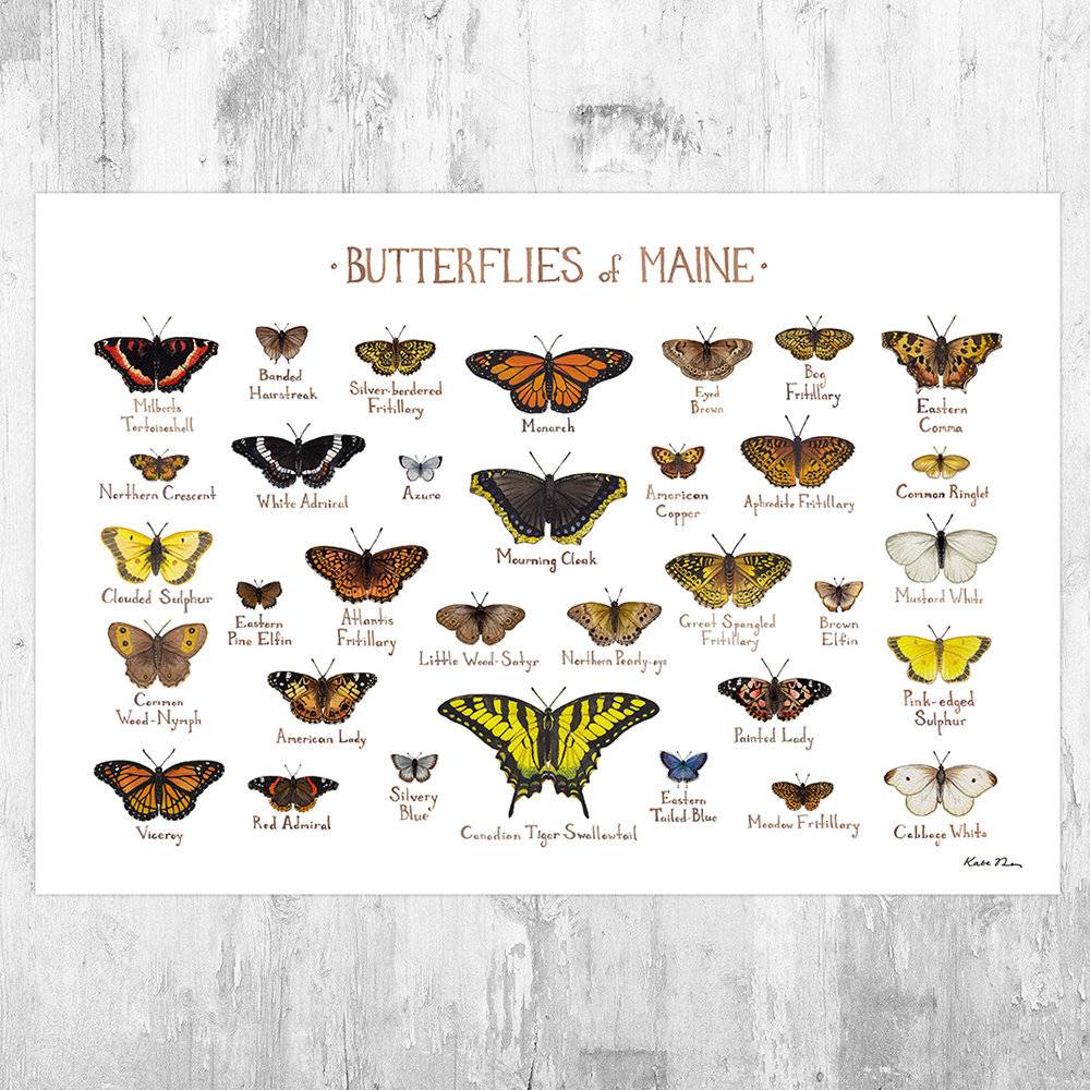 Maine Butterflies Field Guide Art Print - Butterfly - Nature Print - Poster | Canvas Wall Art Print