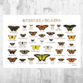 Oklahoma Butterflies Field Guide Art Print - Butterfly - Nature Print - Poster | Canvas Wall Art Print