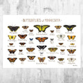 Minnesota Butterflies Field Guide Art Print - Butterfly - Nature Print - Poster | Canvas Wall Art Print