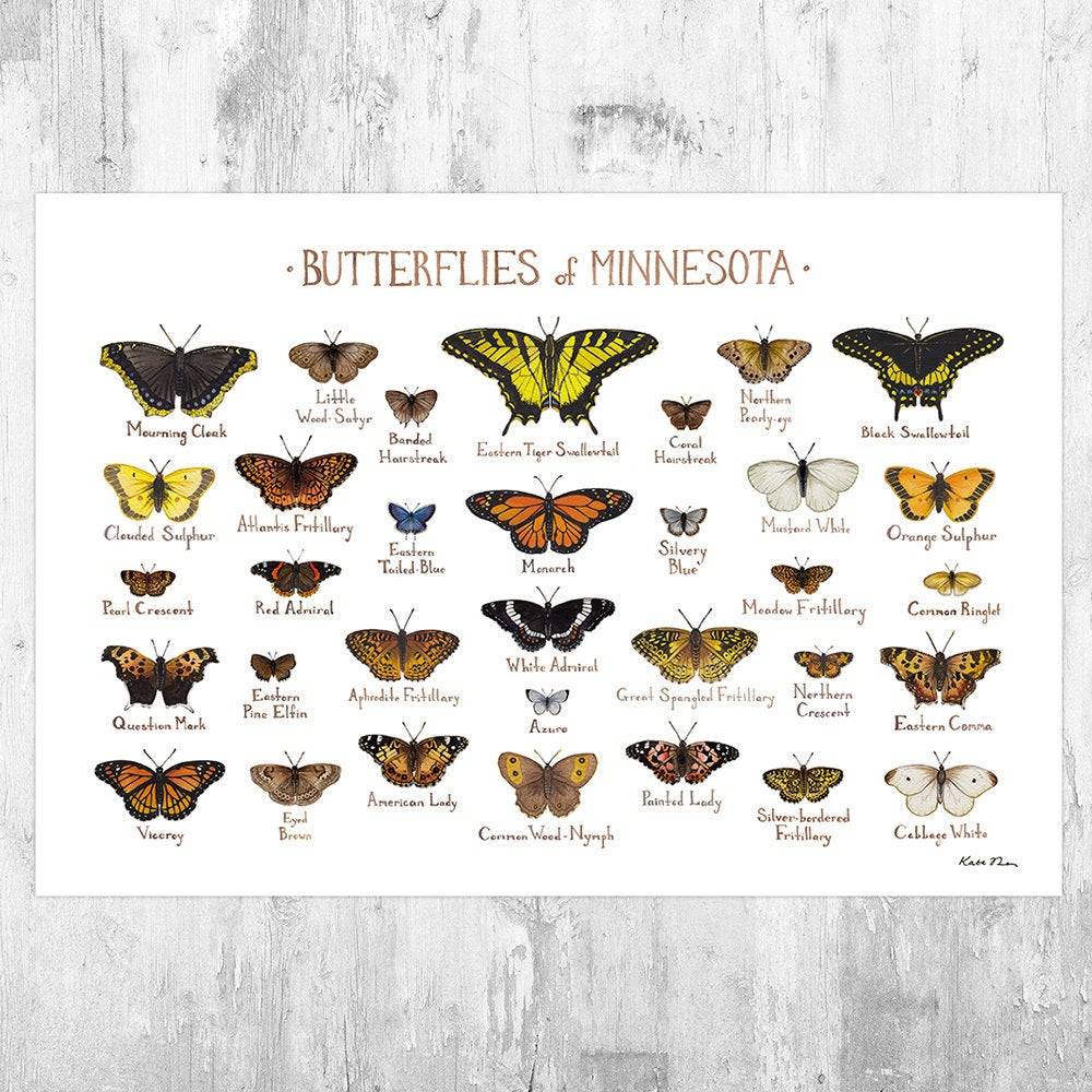 Minnesota Butterflies Field Guide Art Print - Butterfly - Nature Print - Poster | Canvas Wall Art Print