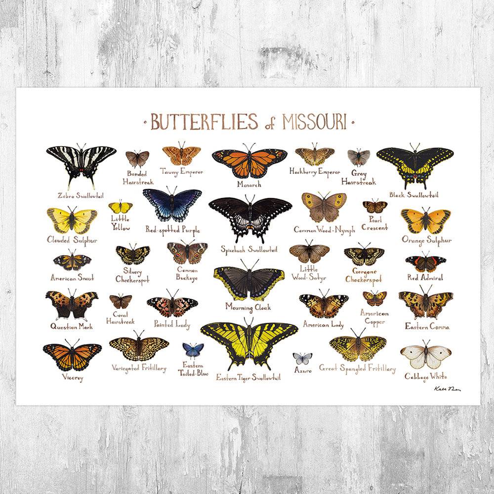 Missouri Butterflies Field Guide Art Print - Butterfly - Nature Print - Poster | Canvas Wall Art Print