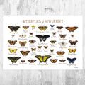 New Jersey Butterflies Field Guide Art Print - Butterfly - Nature Print - Poster | Canvas Wall Art Print