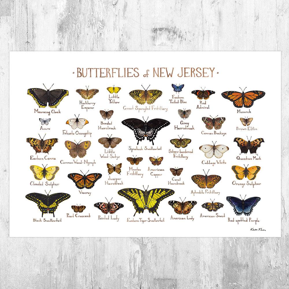 New Jersey Butterflies Field Guide Art Print - Butterfly - Nature Print - Poster | Canvas Wall Art Print