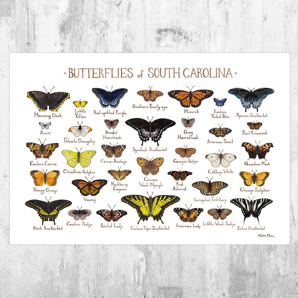 South Carolina Butterflies Field Guide Art Print - Butterfly - Nature Print - Poster | Canvas Wall Art Print