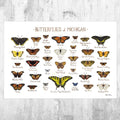 Michigan Butterflies Field Guide Art Print - Butterfly - Nature Print - Poster | Canvas Wall Art Print
