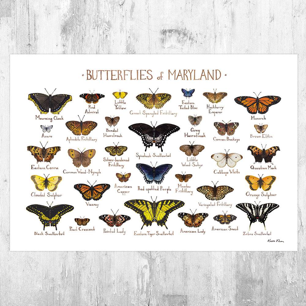 Maryland Butterflies Field Guide Art Print - Butterfly - Nature Print - Poster | Canvas Wall Art Print