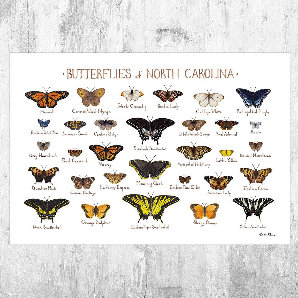 North Carolina Butterflies Field Guide Art Print - Butterfly - Nature Print - Poster | Canvas Wall Art Print