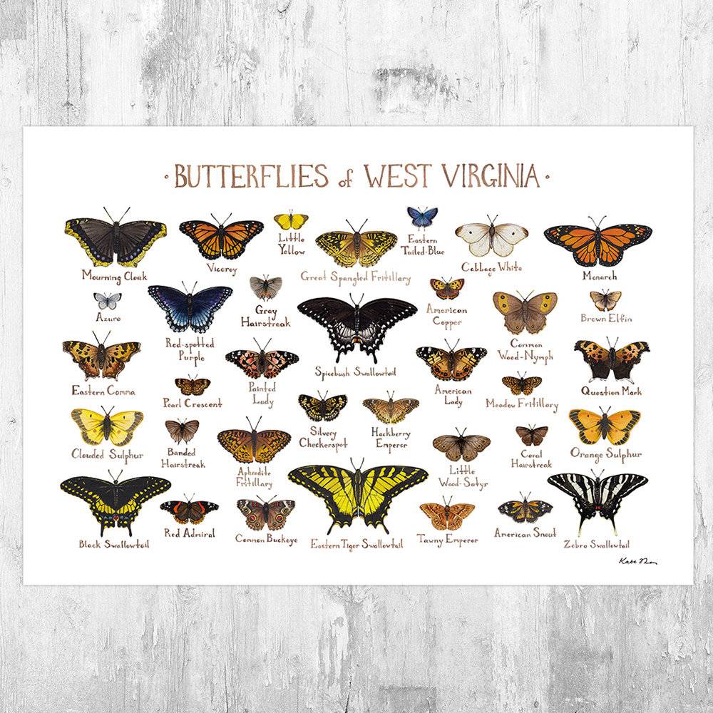 West Virginia Butterflies Field Guide Art Print - Butterfly - Nature Print - Poster | Canvas Wall Art Print