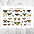 Indiana Butterflies Field Guide Art Print - Butterfly - Nature Print - Poster | Canvas Wall Art Print
