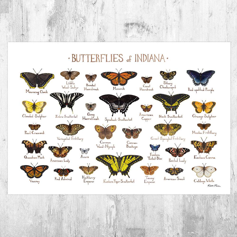 Indiana Butterflies Field Guide Art Print - Butterfly - Nature Print - Poster | Canvas Wall Art Print