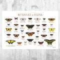 Arizona Butterflies Field Guide Art Print - Butterfly - Nature Print - Poster | Canvas Wall Art Print