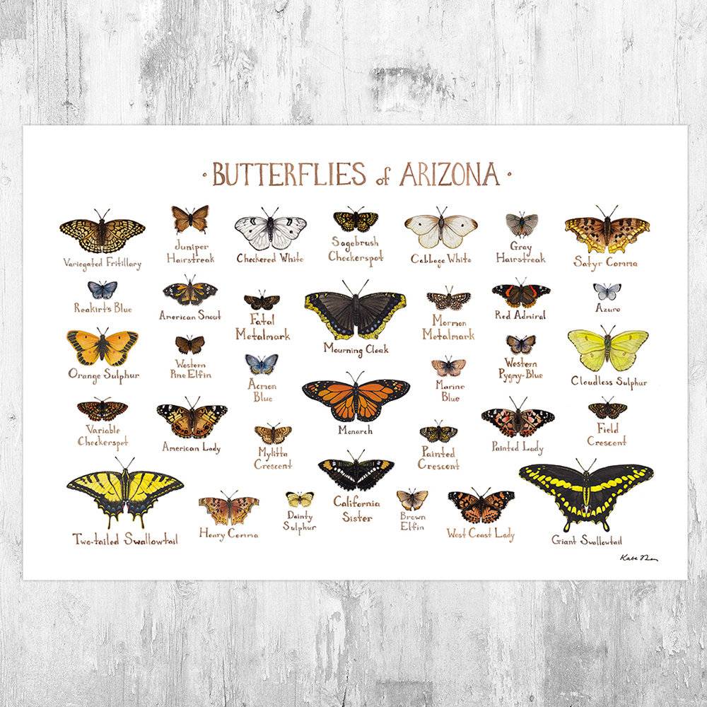 Arizona Butterflies Field Guide Art Print - Butterfly - Nature Print - Poster | Canvas Wall Art Print
