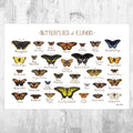 Illinois Butterflies Field Guide Art Print - Butterfly - Nature Print - Poster | Canvas Wall Art Print