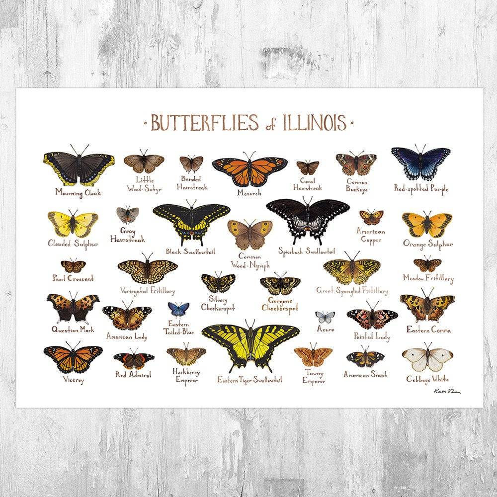 Illinois Butterflies Field Guide Art Print - Butterfly - Nature Print - Poster | Canvas Wall Art Print
