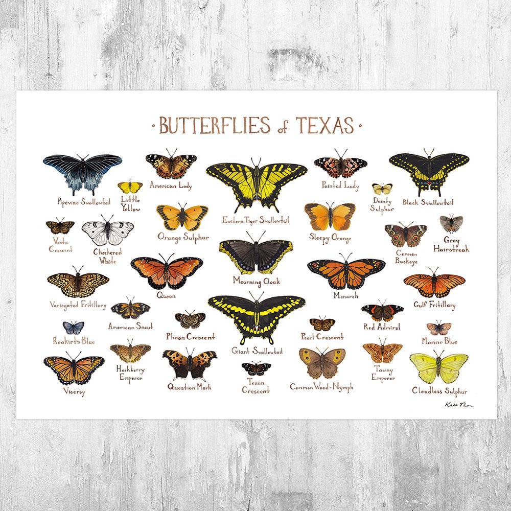 Texas Butterflies Field Guide Art Print - Butterfly - Nature Print - Poster | Canvas Wall Art Print