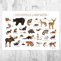 Nova Scotia Mammals Field Guide Art Print - Animals Of Canada - Canadian Wildlife - Nature Art Print - Poster | Canvas Wall Art Print