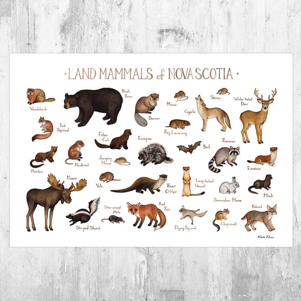Nova Scotia Mammals Field Guide Art Print - Animals Of Canada - Canadian Wildlife - Nature Art Print - Poster | Canvas Wall Art Print