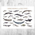 Gulf Coast Marine Mammals Field Guide Art Print - Ocean Animals - Alabama Louisiana Mississippi Texas Florida Sea Creatures Print - Poster | Canvas Wall Art Print